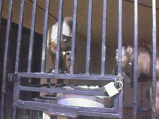 Locked Monkey Tray Feeder Primate Feeder Tray