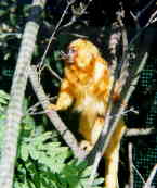 Golden Lion Tamarin