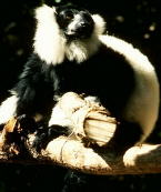 lemur1i
