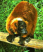 lemur2i