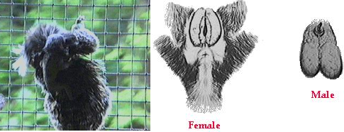 Marmoset Genitals