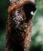 Moustached Tamarin