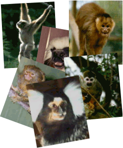 Primate Species