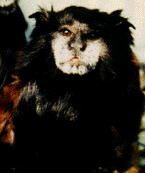 Saddle Back Tamarin