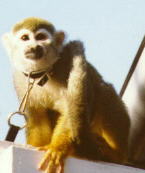 Common Squirrel Monkey