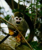 Common Squirrel Monkey