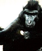 Celebes Macaque