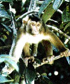 Pig-tailed Macaque