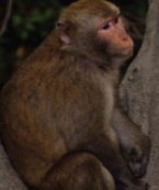 Rhesus Macaque