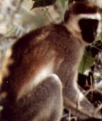 Vervet Monkey Vervet Monkey