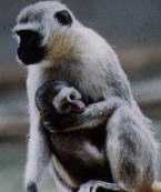 Green Monkey Green
