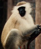 Grivet Monkey Grivet Monkey