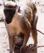 Tantalus Monkey Tantalus Monkey