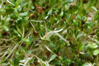 Raw Sprouts