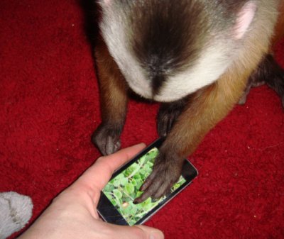 IOS apps for monkeys