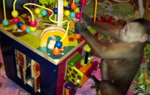 Primate Activity Cube