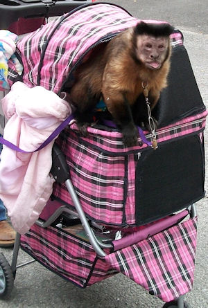Lighter duty animal stroller