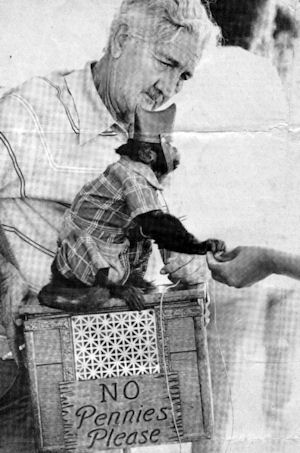 Organ Grinder Monkey