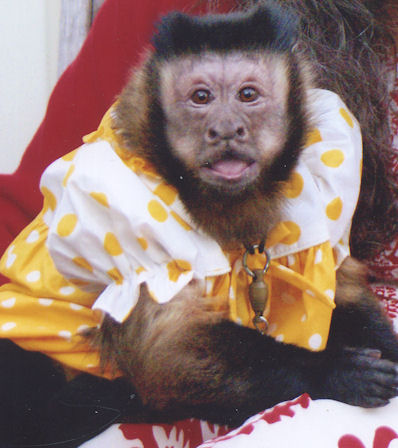 lostmonkey