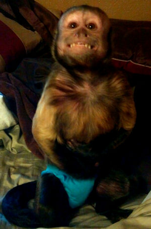 wanne b ealpha capuchin