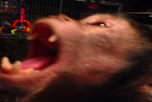 teeth capuchin