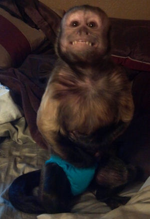 capuchin cancer