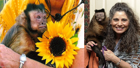 diabetes capuchins