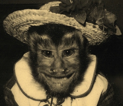 4 year old capuchin