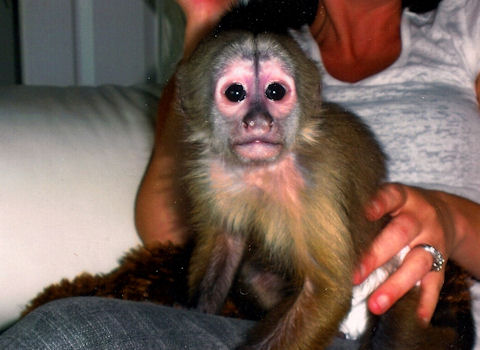 primate rehome