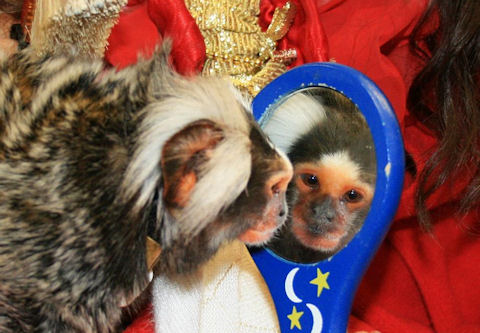 aging marmoset