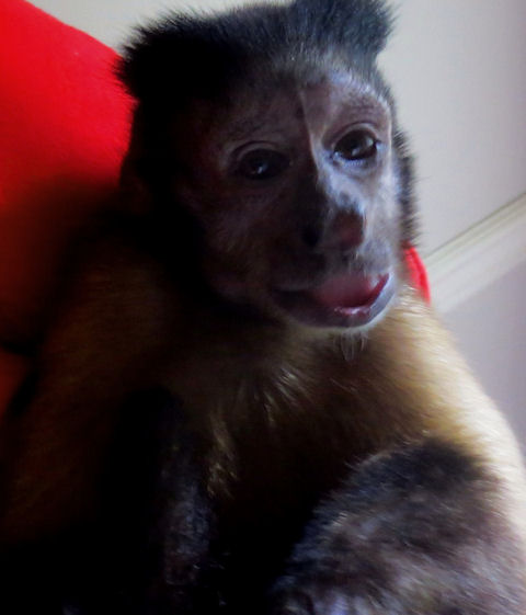 happy old capuchin monkey