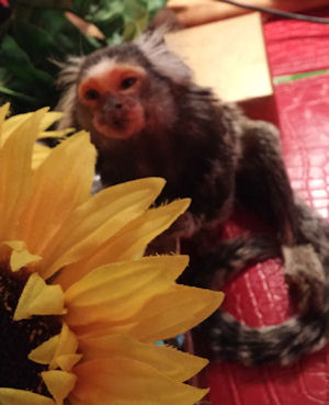 marmoset grandpa