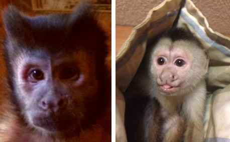 capuchin monkey males