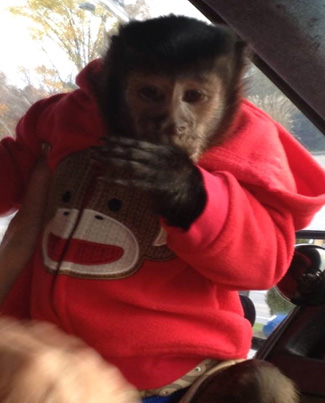 hyper capuchin monkey