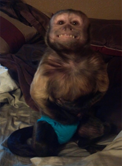 nutty monkey
