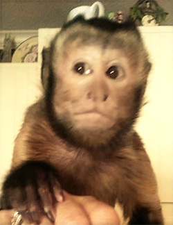 beautiful capuchin opie