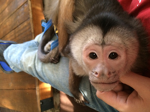benji capuchin napping