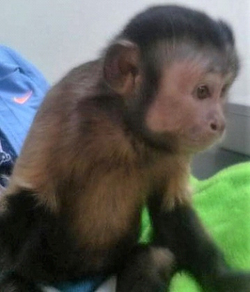 capuchin after surgery