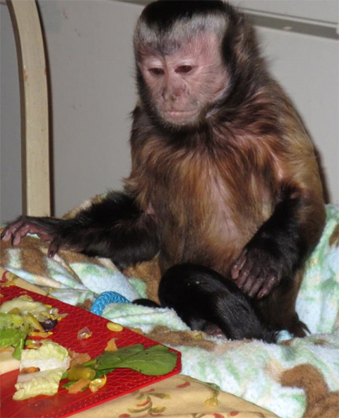 capuchin in high chair
