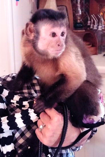 capuchin on leash
