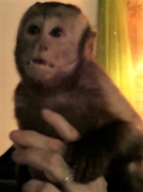 capuchin rehoming mistakes