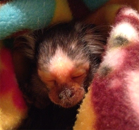 chewie common marmoset