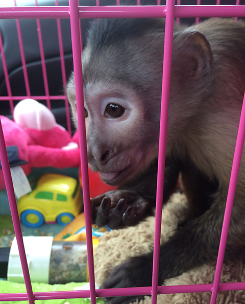 cooper monkey car ride