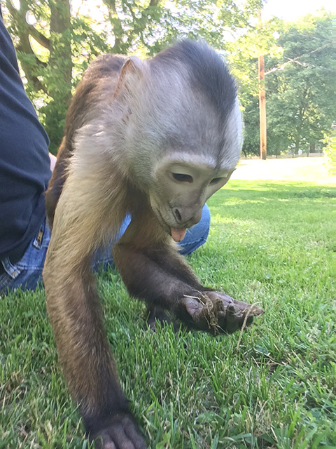 cooper monkey playing outside