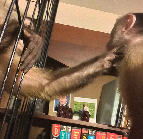 first monkey introduction