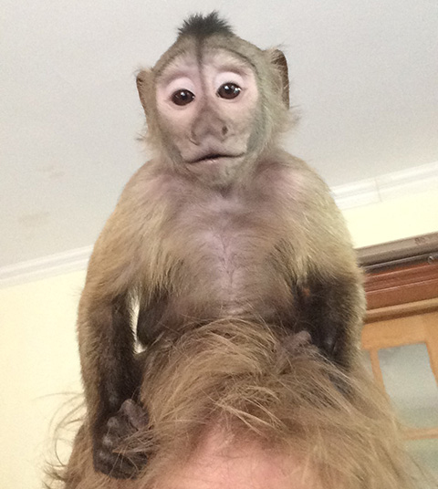 monkey riding
