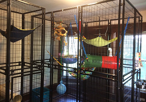 office monkey enclosure