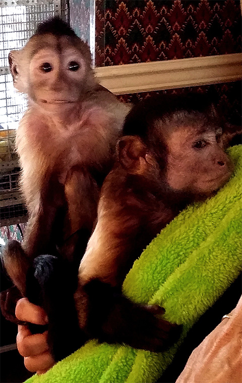 opie and sophie capuchins