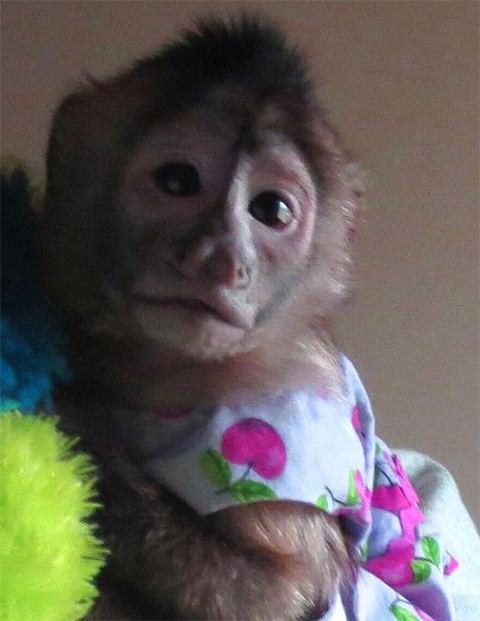 opie capuchin with clothes