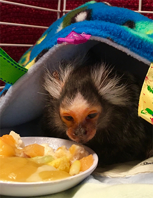 aged-marmoset